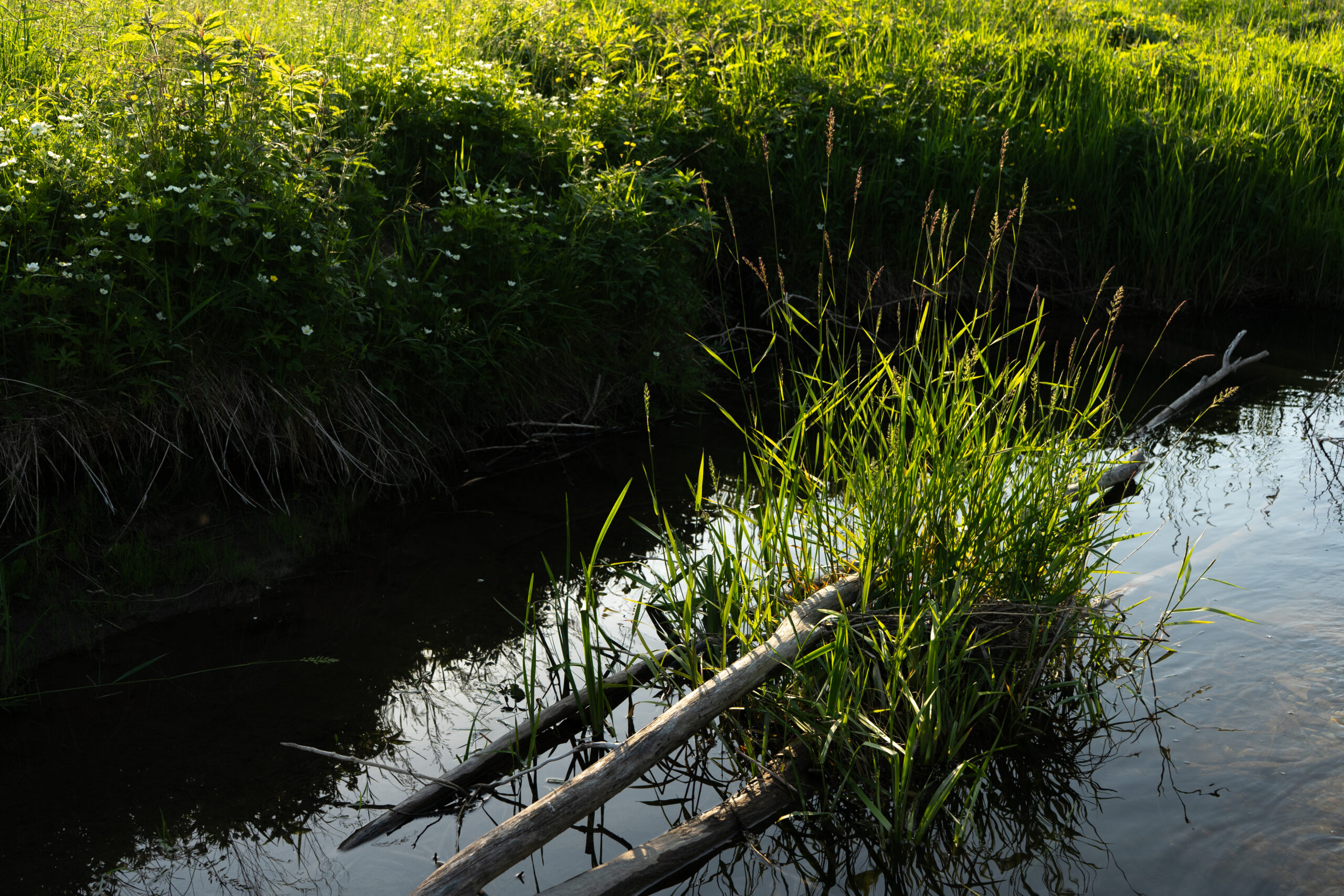 Beaver River courtesy of Jade Michael Ryan