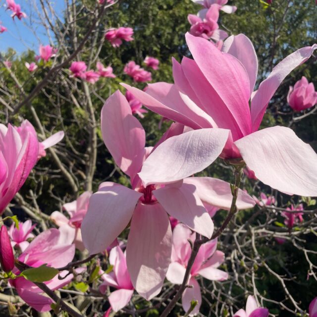 The weekend the giant magnolia tree bloomed. We tried to capture its magnificence from every angle, but alas that is impossible. Best enjoyed right beside or underneath, especially when the breeze has each branch gently swaying.