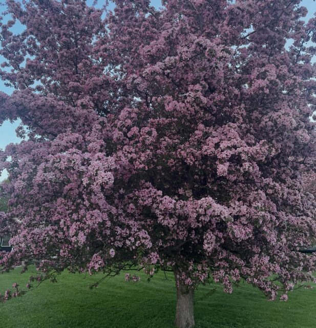 Trees in May continue to take our breath away. Gorgeous. #beavervalley #greycounty #spring #ontario #blossom