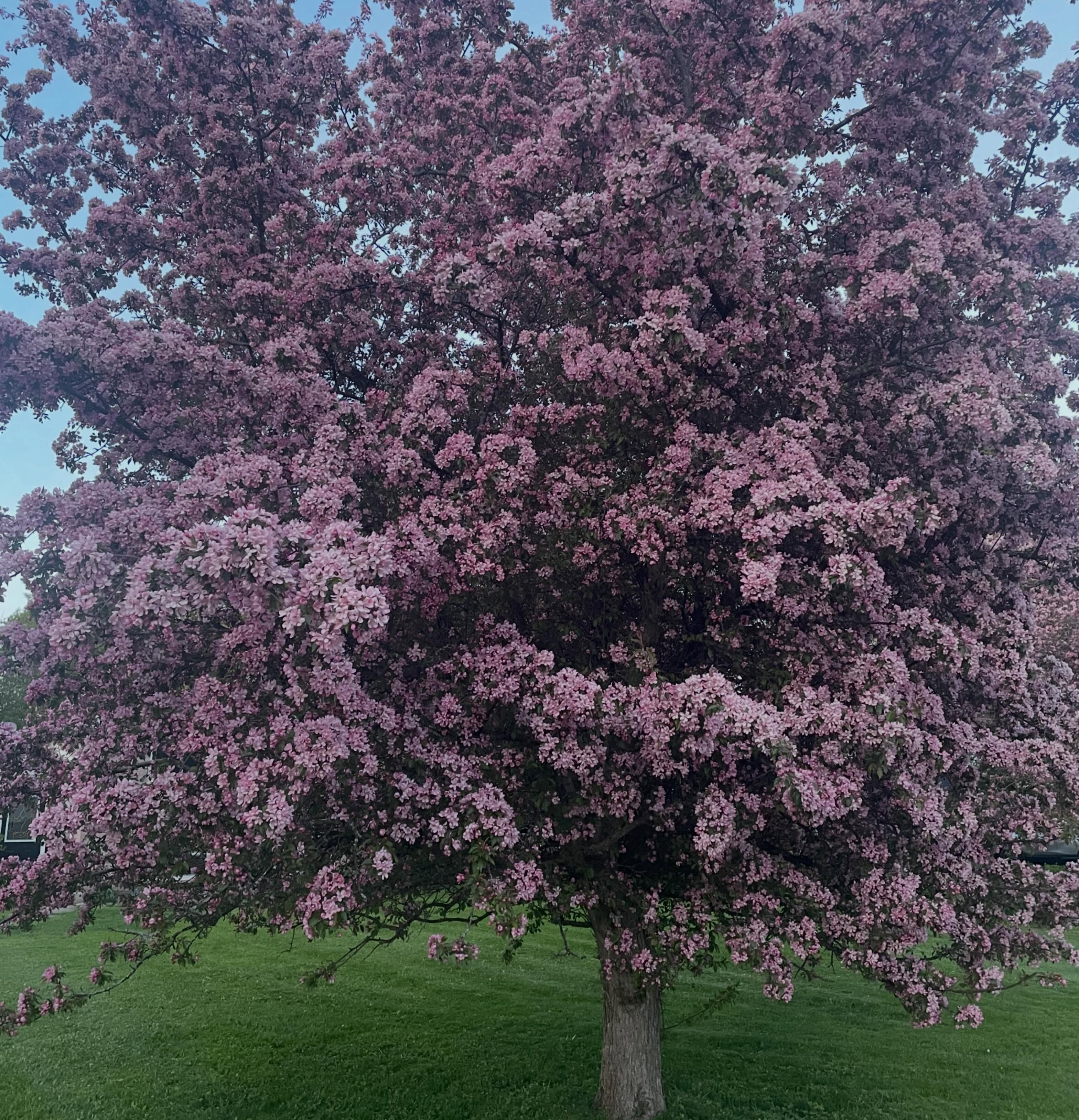 Trees in May continue to take our breath away. Gorgeous. #beavervalley #greycounty #spring #ontario #blossom