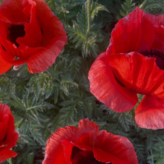 Poppies in your garden at dusk.