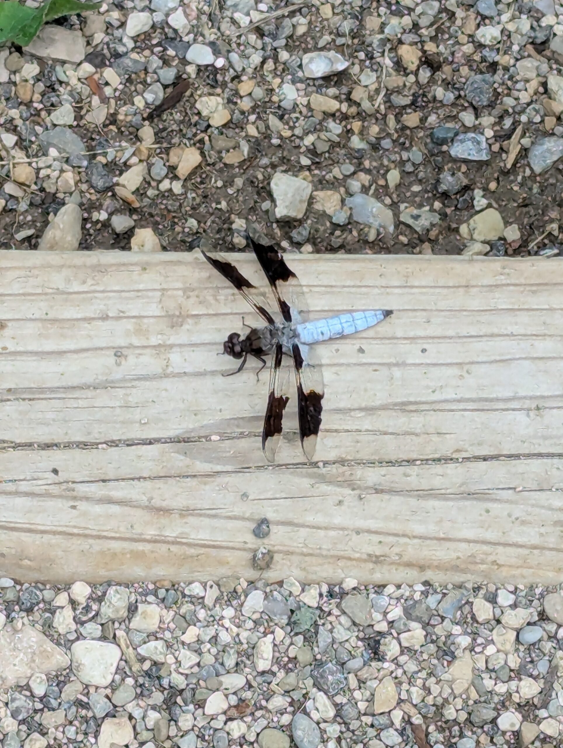 Common Whitetail (Plathemus lydia)