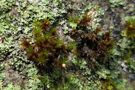An Old Stone Foundation and Moss