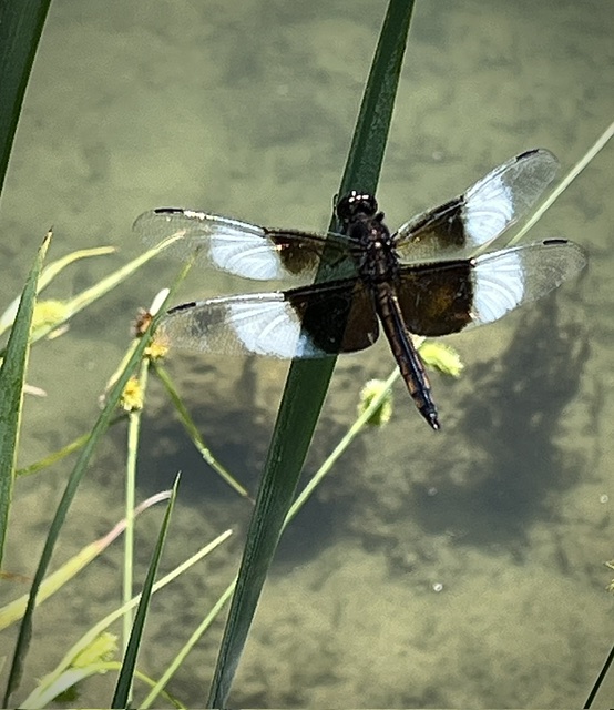 Widow Skimmer (Libellua luctuosa)