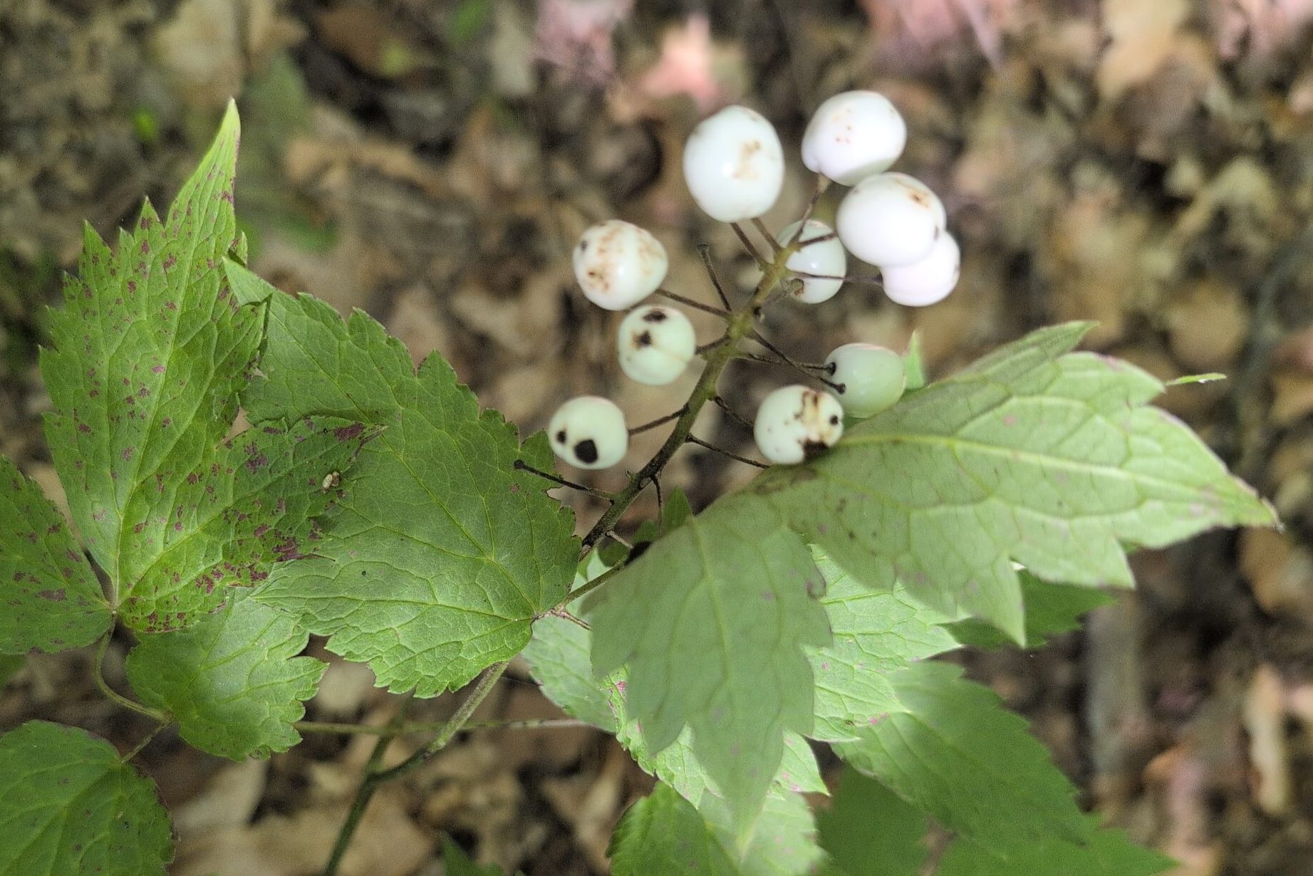 Finding a rare Actaea (Baneberry) variety